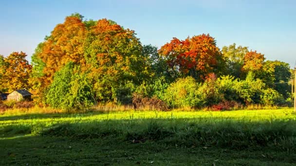 Проміжок Часу Дерев Листя Змінює Пори Року Природний Ландшафт — стокове відео
