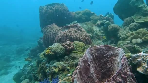 Podvodní Potápěčský Ráj Ohromujících Hejn Barevných Tropických Ryb Zdravých Korálových — Stock video