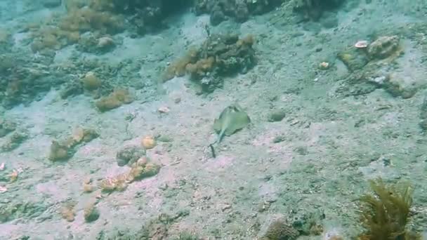 Ein Kuhl Maskray Blue Spotted Stachelrochen Hebt Sich Vom Sandigen — Stockvideo