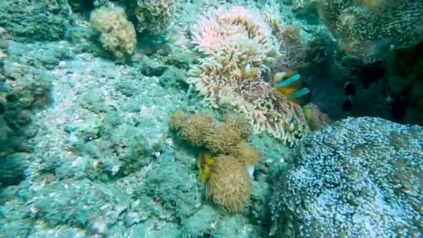 Uma Família Peixes Palhaços Coloridos Nadando Suas Anêmonas Marinhas Tropicais — Vídeo de Stock