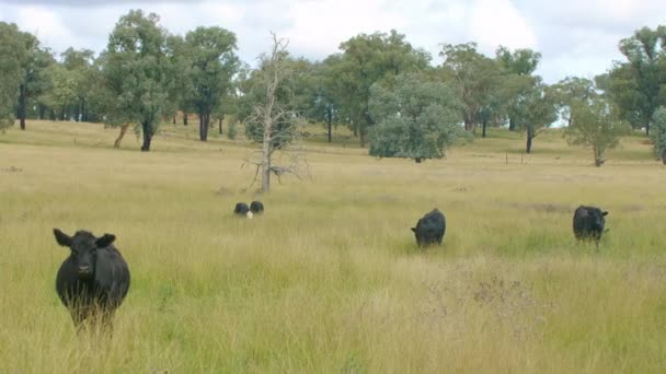 Μαύρες Αγελάδες Βόσκουν Στην Αγροτική Περιοχή Paddock Στην Αυστραλιανή Φάρμα — Αρχείο Βίντεο