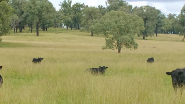オーストラリアのアウトバックファームで緑のパドックで酪農牛のパノラマビュー — ストック動画