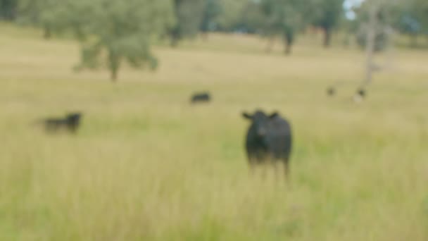 Slow Focus Black Dairy Cattle Green Grass Paddock Country Farm — Αρχείο Βίντεο