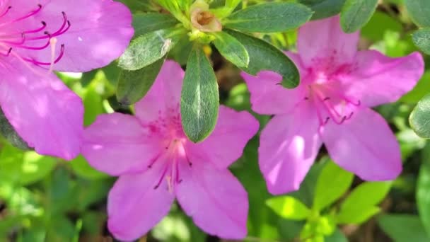 Close Shot Delicate Blossoming Pink Flowers Blooming Flowers Flower Bouquet — Stock Video