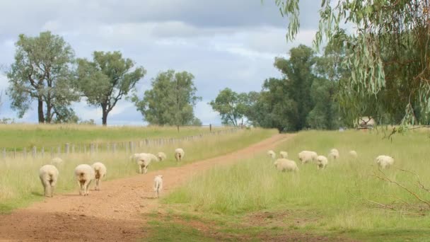 Australian Wool Sheep Away Red Dirt Road Rural Outback Farm — 비디오