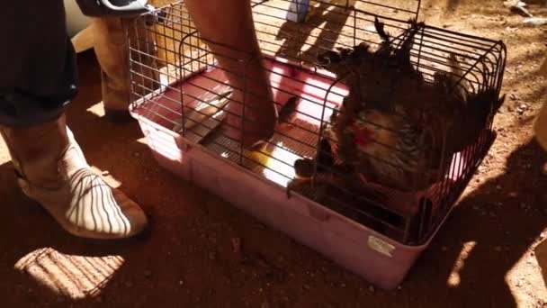 Gallina Con Pulcini All Interno Una Gabbia Stata Alimentata Agricoltore — Video Stock