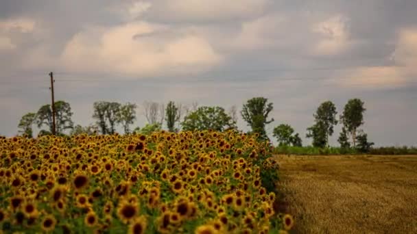 Облака Нависают Над Цветущими Подсолнечными Полями Timelapse — стоковое видео