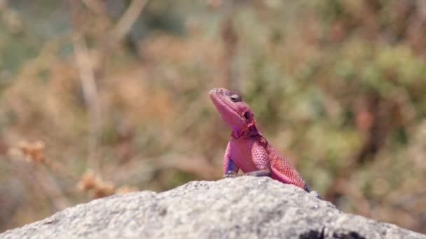 Lagarto Mwanza Flat Headed Rock Agama Nativo África Mais Comumente — Vídeo de Stock