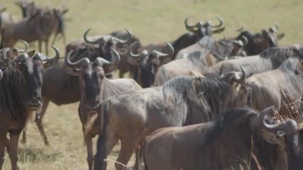 Wildebeests Also Known Gnus Millions Gather Serengeti Continue Migration Savannas — Stock Video