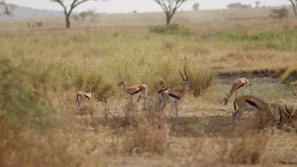 在塞伦盖蒂 一群小群汤姆森羚羊小心翼翼地吃草 警惕任何掠食者的迹象 — 图库视频影像