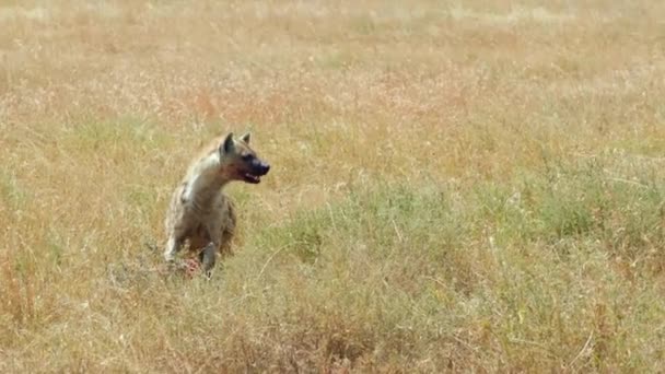 Young Hyena Busy Devouring His Dinner Small Gazelle Grasses Serengeti — Stock Video