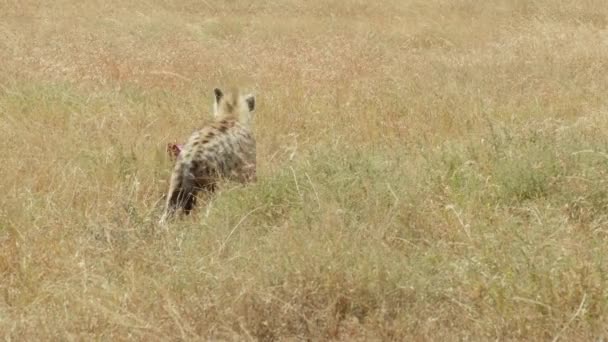 Seekor Hyena Muda Membawa Makan Malamnya Seekor Kijang Kecil Untuk — Stok Video