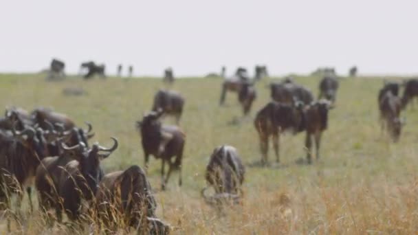 Wildebeesten Ook Wel Gnus Genoemd Rusten Hun Trekroute Masai Mara — Stockvideo