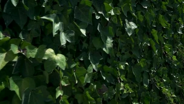 Pravá Panenka Klouže Stěně Pokryté Svěšeným Zeleným Břečťanem Hedera Spirála — Stock video