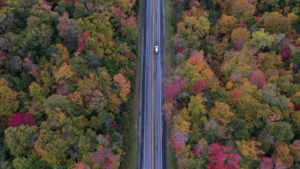 Kancamagus Snelweg Schilderachtige Herfstkleuren Levendige Veranderende Bladeren — Stockvideo