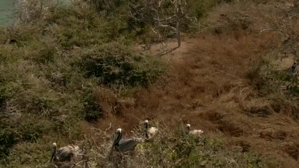 Pelican Birds Rocky Island Beach Faro Buceras Michoacan Mexico Luchtdrone — Stockvideo