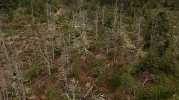 Leafless Trees Mountains Nevado Colima National Park Colima Mexique Ascension — Video