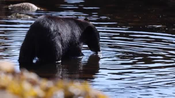 黒クマは鮭を水中で見つけ 海苔で覆われた岩の上に運びます — ストック動画