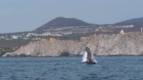 Humpback Wieloryb Skacze Wody Pobliżu Lądu Klif — Wideo stockowe