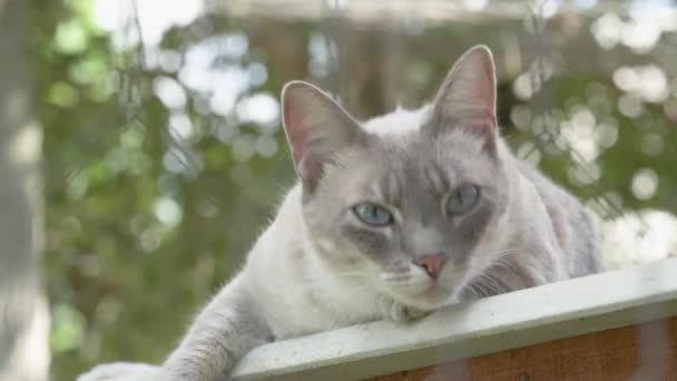 Gato Perezoso Descansando Patio Trasero — Vídeos de Stock