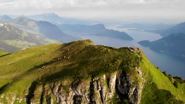 瑞士尤里市Niederbauen Chulm附近的空中飞越 可以看到夏天的早晨 瑞士阿尔卑斯山畔卢塞恩湖畔的奶牛在放牧 山顶悬崖峭壁高耸 — 图库视频影像