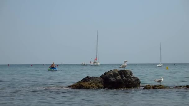 Sailing Boats Anchored Shore France Foreground Some Seagulls Chilling Rock — Stock Video