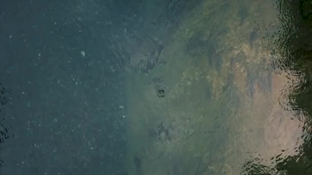 Drone Voando Sobre Belo Rio Salmão Verão Close Salmões Água — Vídeo de Stock