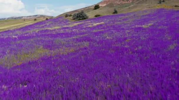 Doğada Çiçek Açan Mor Sümbüllerin Havadan Görünüşü Muscari Ermenistan Ermeni — Stok video
