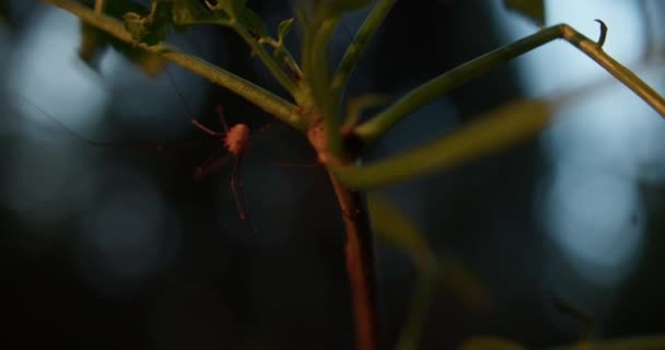 Портативный Снимок Комбайна Небольшой Ветке Дерева Кинематографический Свет Сбоку Темный — стоковое видео