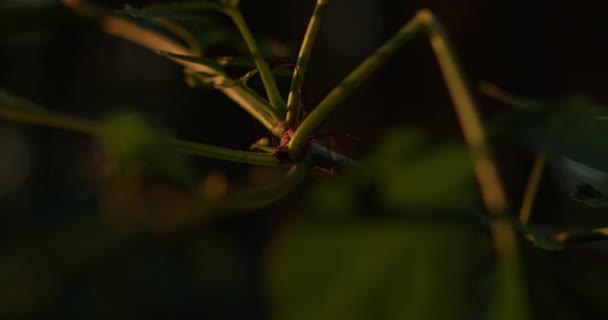 植物の間に隠れている収穫者の昆虫のショットを閉じます 手持ちのマクロショット 側面からのシネマティックライト — ストック動画