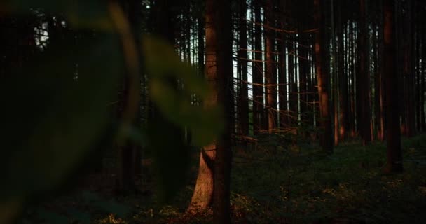 Plan Large Moyen Arbre Éclairé Latéralement Caméra Déplace Vers Droite — Video