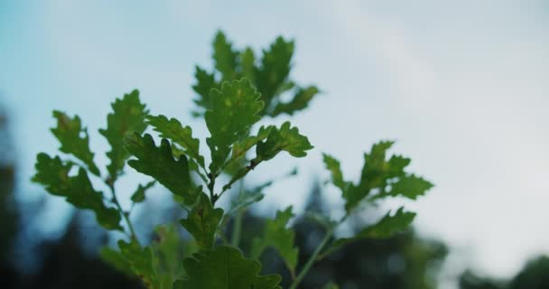 Lage Hoek Opname Van Een Kleine Groeiende Boom Een Renaturatie — Stockvideo