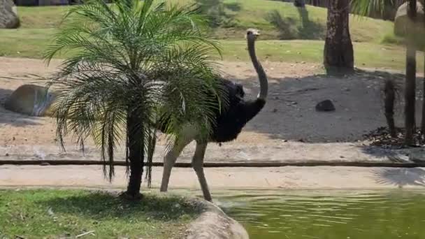 Promenade Autruche Dans Parc Zoologique Oiseau Sans Vol Dans Réserve — Video