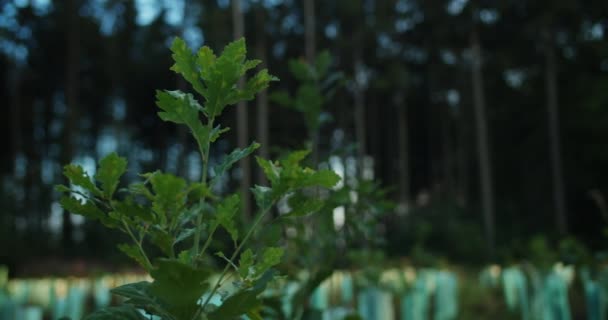 Plan Rapproché Arbre Feuilles Larges Croissant Dans Champ Arbres Rackfocus — Video