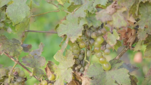Slow Approaching Dolly Shot Branch Covered Green Wine Grapes — Stock Video