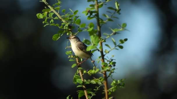 Grasvogeltje Vijvergebied — Stockvideo