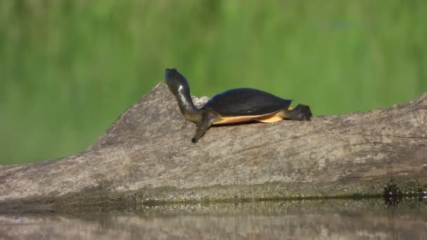 Schildpad Zoek Naar Wind Vijvergebied — Stockvideo