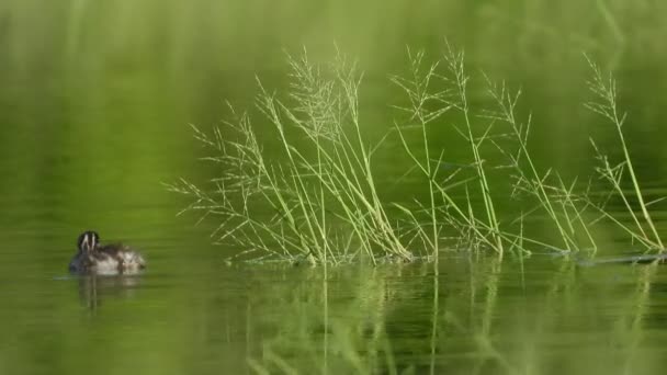 池塘区的小油脂 — 图库视频影像