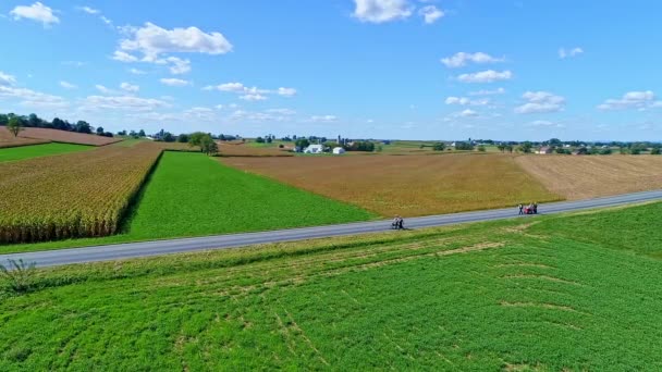 Вид Воздуха Сельскую Дорогу Семьёй Амишей Прогуливающихся Кукурузным Полям Готовых — стоковое видео