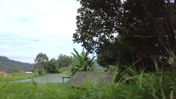 Pov Passage Devant Des Rizières Des Villages Bali Indonésie — Video