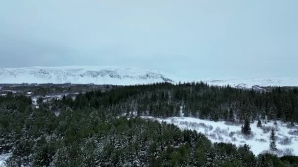 Fliegen Sie Winter Über Dichten Kiefernwald Südisland Drohnenschuss Aus Der — Stockvideo