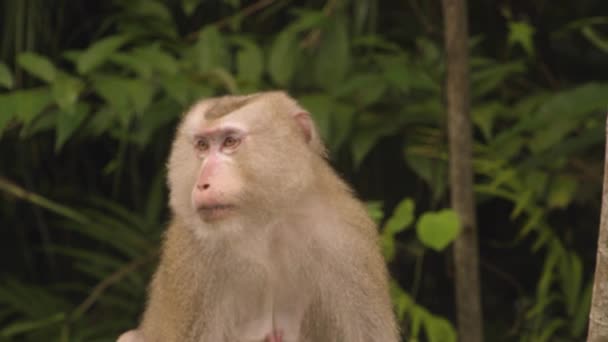 Maymun Kameraya Bakar Domuz Kuyruklu Maymun Güneydoğu Asya Tropikal Yağmur — Stok video