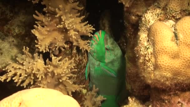 Pez Loro Verde Escondido Entre Corales Por Noche Para Protegerse — Vídeo de stock