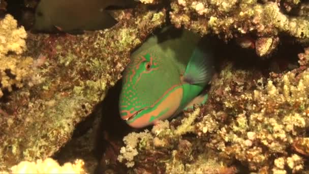 Grön Papegojfisk Gömmer Sig Korallrev Natten — Stockvideo