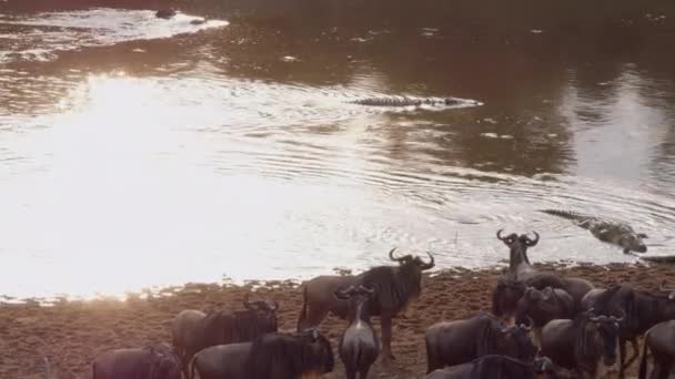 Uitgebreide Wildebeesten Lijken Zich Bewust Van Gevaren Die Schuilen Wateren — Stockvideo