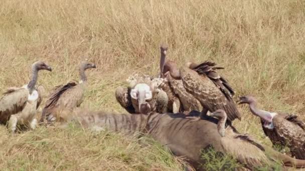 Burung Bangkai Mengais Ngarai Diri Mereka Sendiri Pada Pembunuhan Segar — Stok Video