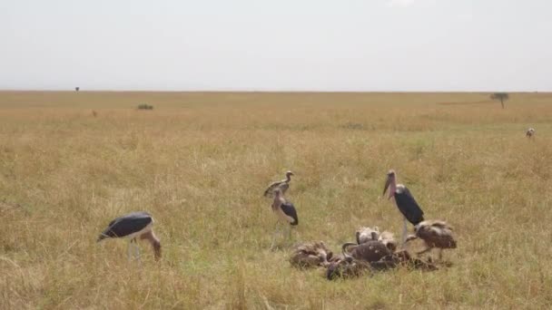 Abutres Cegonhas Marabu Apanham Restos Mortais Gnu Morto Nas Planícies — Vídeo de Stock