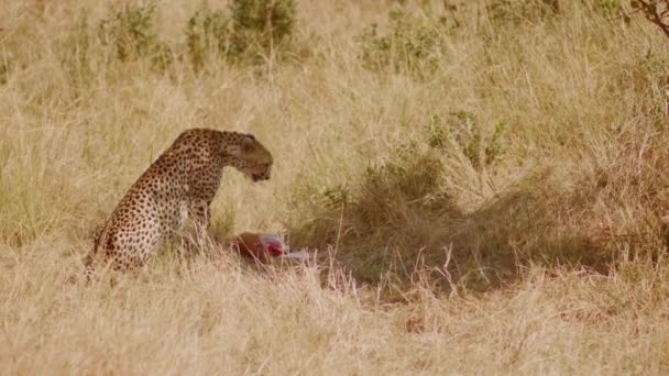 Cheetah Exhausted Burst Effort Needed Take Her Prey Small Gazelle — Stock Video