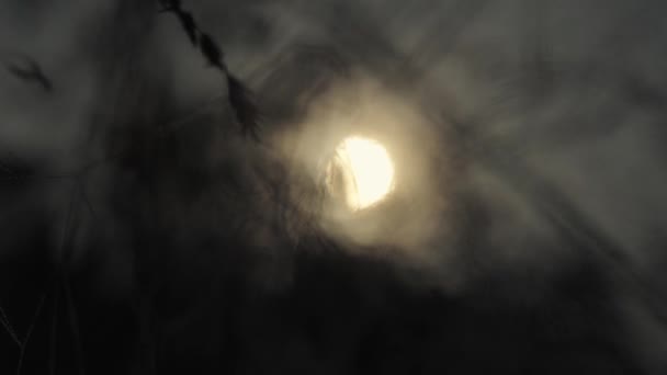 Pajęczyna Przy Świetle Księżyca Sieć Pełna Kropel Wody Noc Powiększenie — Wideo stockowe