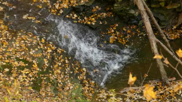 Sanfter Bach Fließt Auf Felsigen Kaskade Umgeben Von Herbstblättern Saisonale — Stockvideo